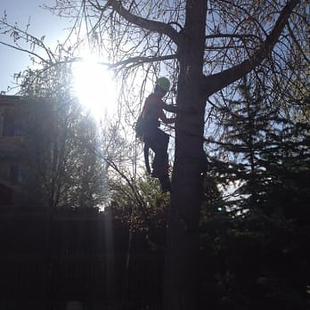 Climber high in a tree against the sun