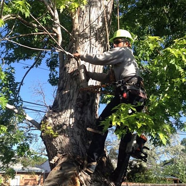 Climber roped into a large tree, cutting limbs