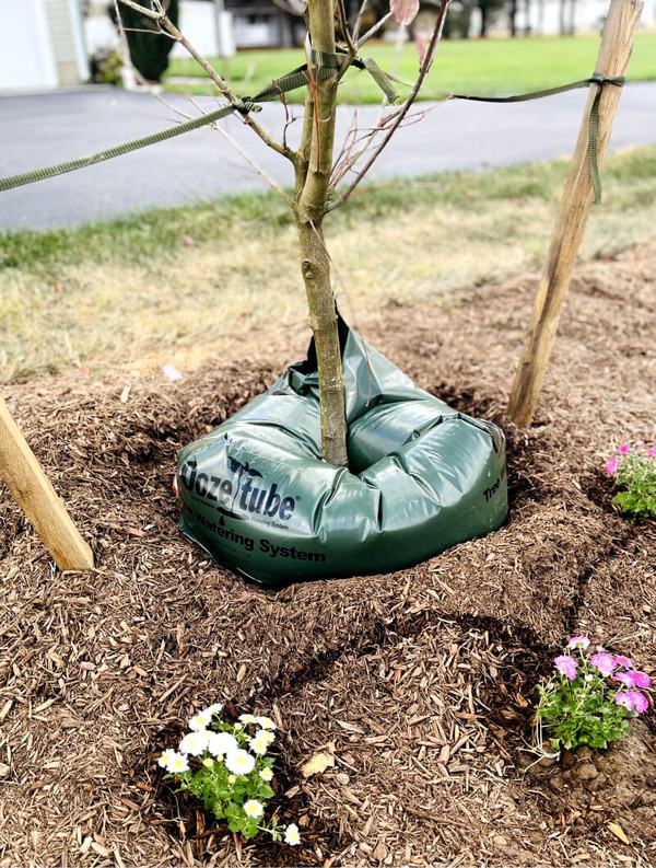Newly planted tree staked with a watering bag in fresh mulch