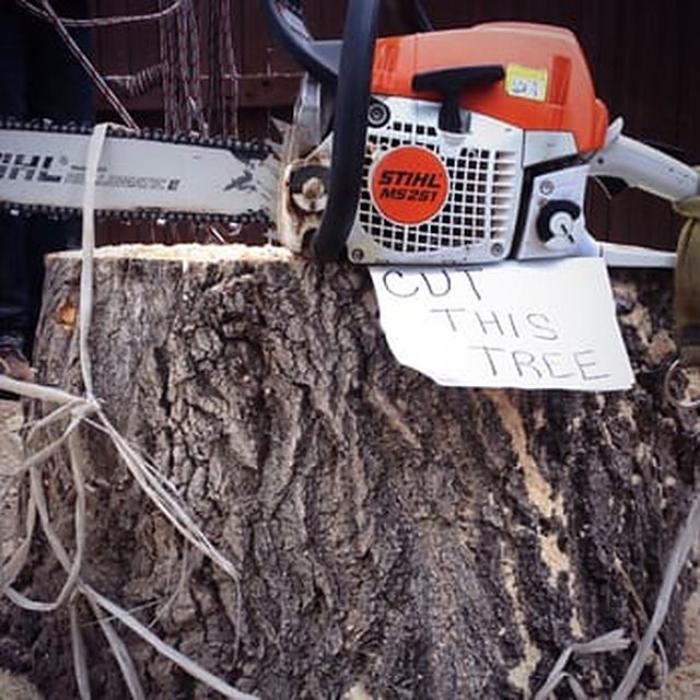 Freshly cut stump with a chainsaw resting on top