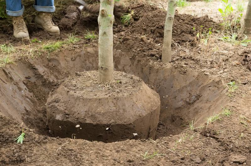 Young tree with its root ball set in a wide planting hole